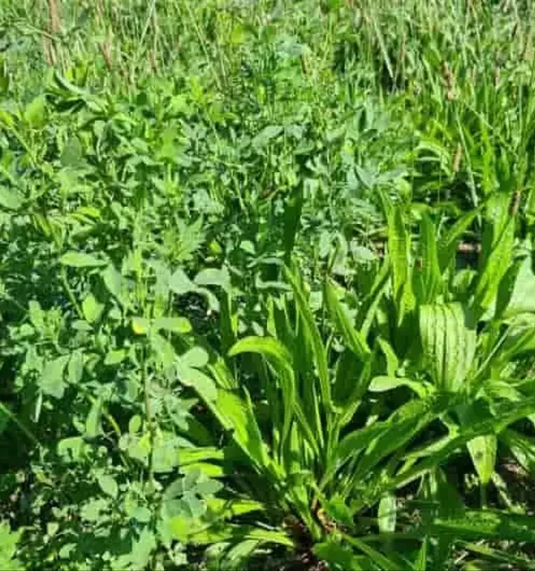 Plantago Menor y Alfalfa: Una Sinergia Revolucionaria para Forrajes y Protección de Aguas Subterráneas
