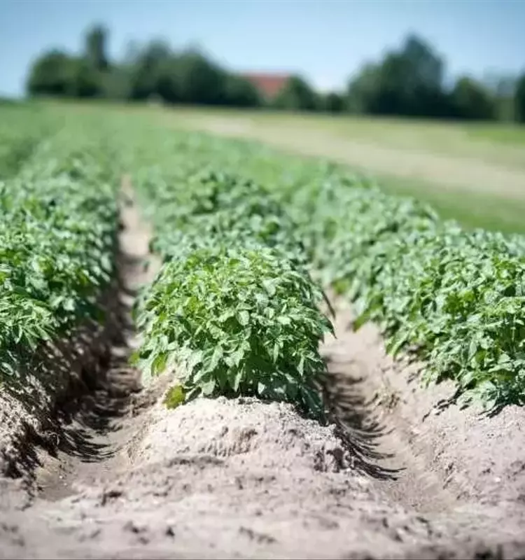 Descubrimiento Revolucionario: Cómo un Patógeno Desactiva las Defensas de las Plantas y Amenaza los Cultivos Globales