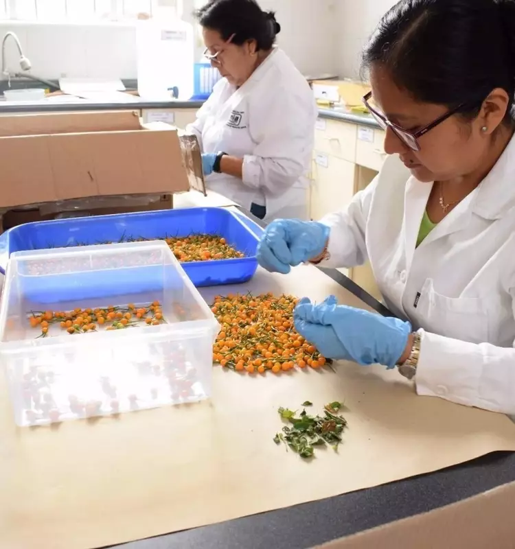 Perú Salvaguarda la Biodiversidad de Ajíes Nativos en Svalbard