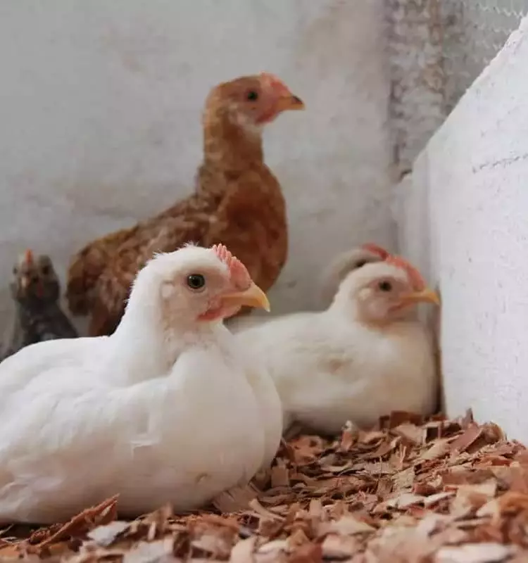 Solución Natural para la Coccidiosis Aviar: El Poder de Ajo, Cúrcuma, Canela y Orégano