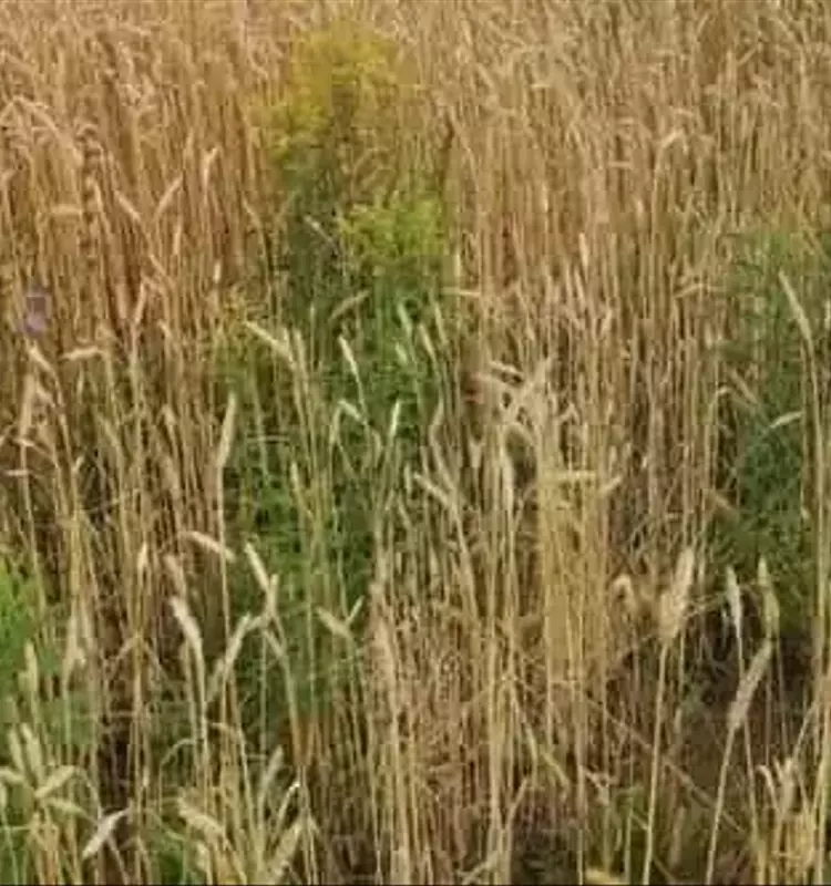 Innovación en Bioherbicidas: Un Vistazo a las Nuevas Soluciones Agrícolas