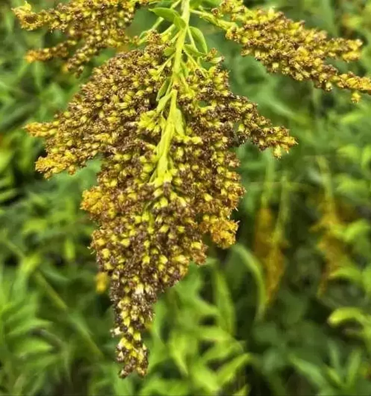 El ritmo de las invasiones biológicas y su impacto en los ecosistemas globales: un análisis profundo