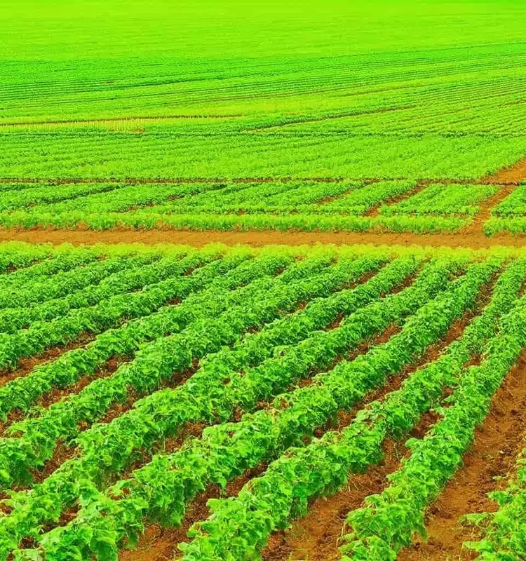 La nanotecnología: Reconfigurando el futuro de la agricultura de precisión