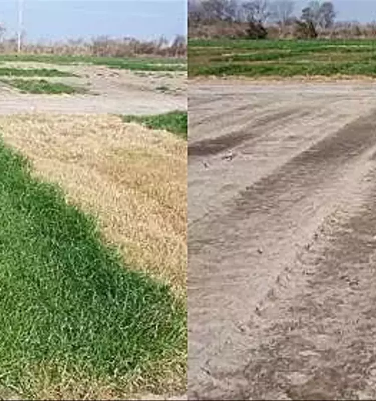 Herbicidas residuales de otoño: la clave contra el raigrás italiano resistente al glifosato