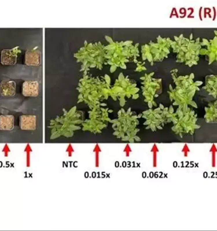 La Resistencia del Amaranto a Herbicidas: Un Desafío en Evolución para la Agricultura