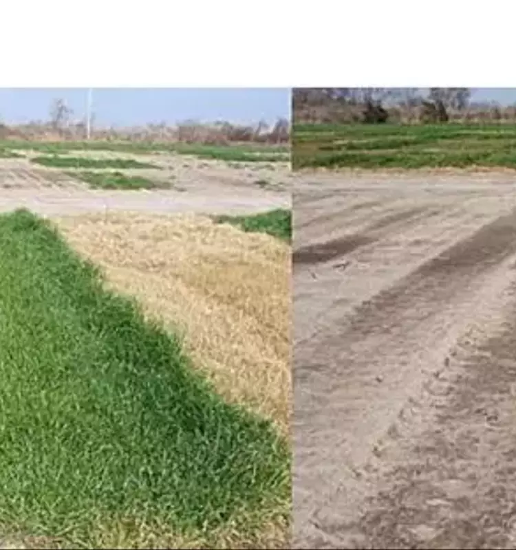 Descubrimiento de un nuevo herbicida para el control del raigrás resistente al glifosato