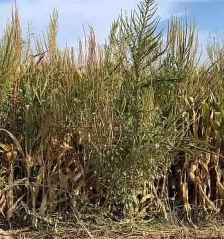 La Resistencia del Amaranto Palmer Amenaza la Producción de Maíz en España