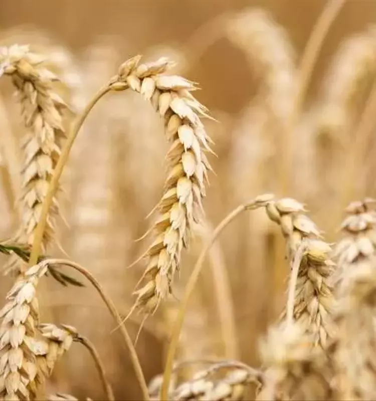 Nueva Estrategia Revolucionaria para el Mejoramiento del Trigo Resiliente