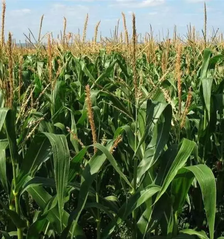 Investigación Revela Impacto Duradero de Cultivos Bioenergéticos en el Carbono del Suelo