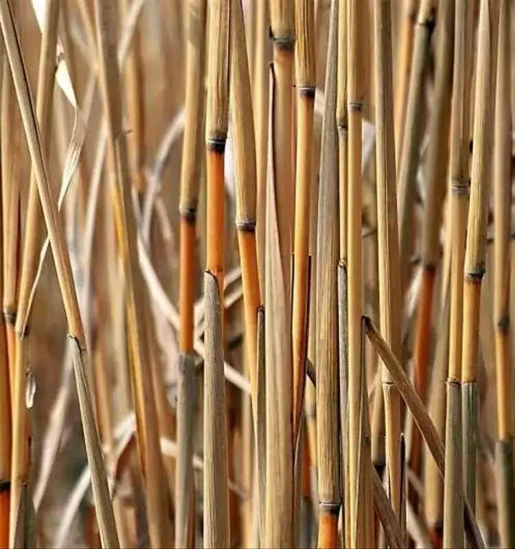 Mejora del Sorgo de Alta Biomasa: Avances en Rendimiento y Calidad con Manejo de Nitrógeno