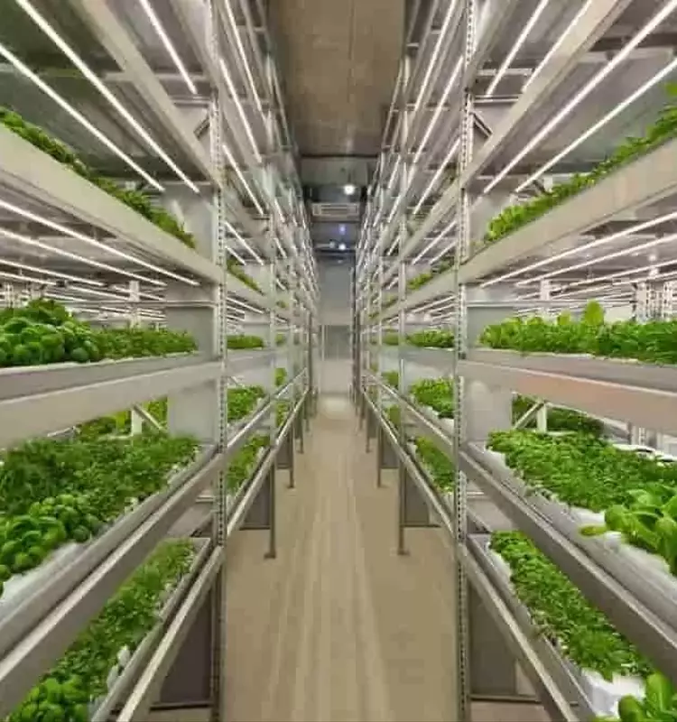 Optimización del Cultivo de Lechuga Mediante Iluminación LED Inteligente en Entornos Controlados