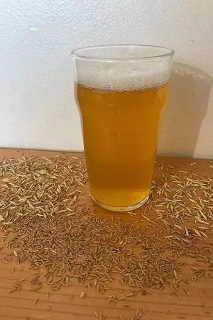 Cerveza Sostenible: El Caso Revolucionario de Kernza en la Agricultura