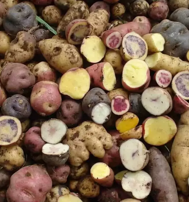 Innovación Agrícola: Variedades de Papa Criolla Más Eficientes en el Uso de Nitrógeno Promueven la Sostenibilidad