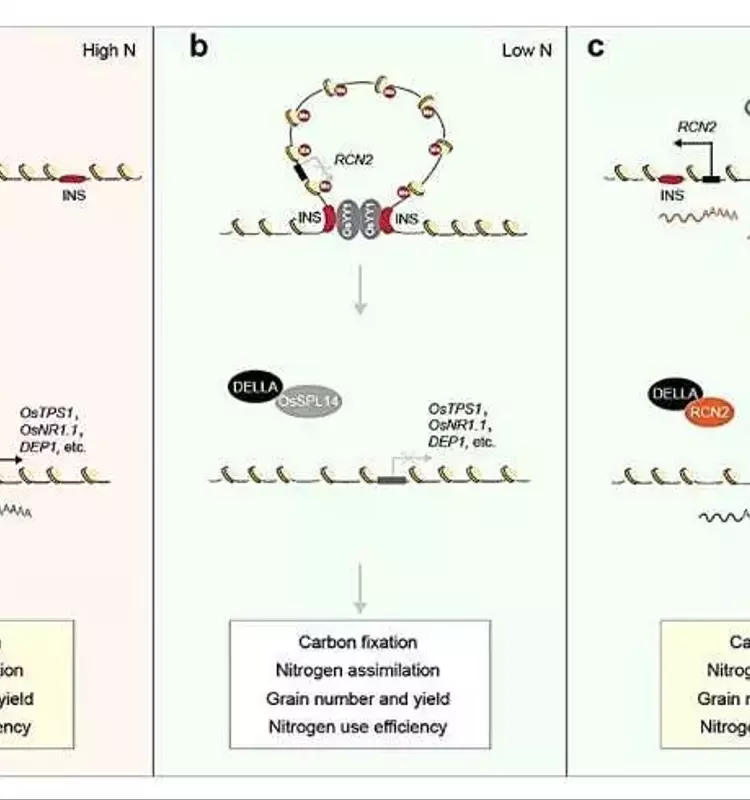 Revolución Genética en el Arroz: El Bucle 3D del ADN Potencia Rendimiento y Sostenibilidad