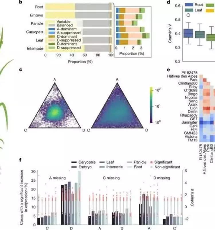 Descubriendo los Secretos Genéticos de la Avena: Un Pangenoma Revolucionario para la Agricultura Sostenible