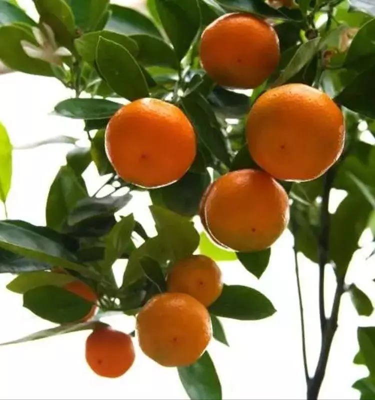 Un Descubrimiento Proteico Promete Salvar la Industria Citrícola Global del Enverdecimiento