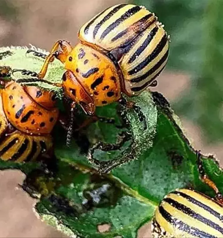 Pesticida de ARN: La Nueva Esperanza Contra el Escarabajo de la Papa de Colorado