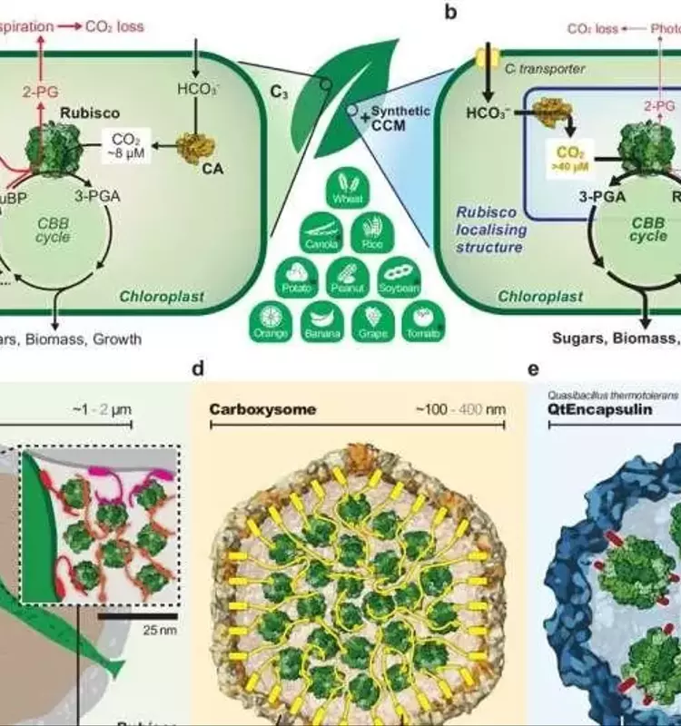Aumento de la Eficiencia Fotosintética en Cultivos Mediante Biología Sintética