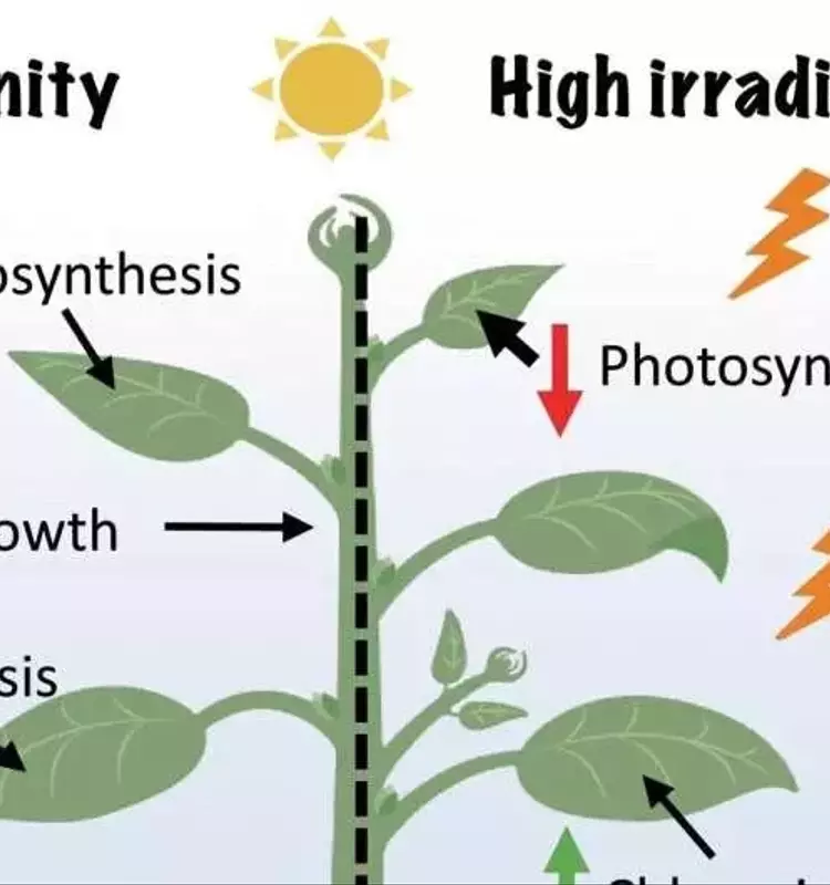 Impacto Catastrófico del Estrés Climático Combinado en la Productividad del Tomate