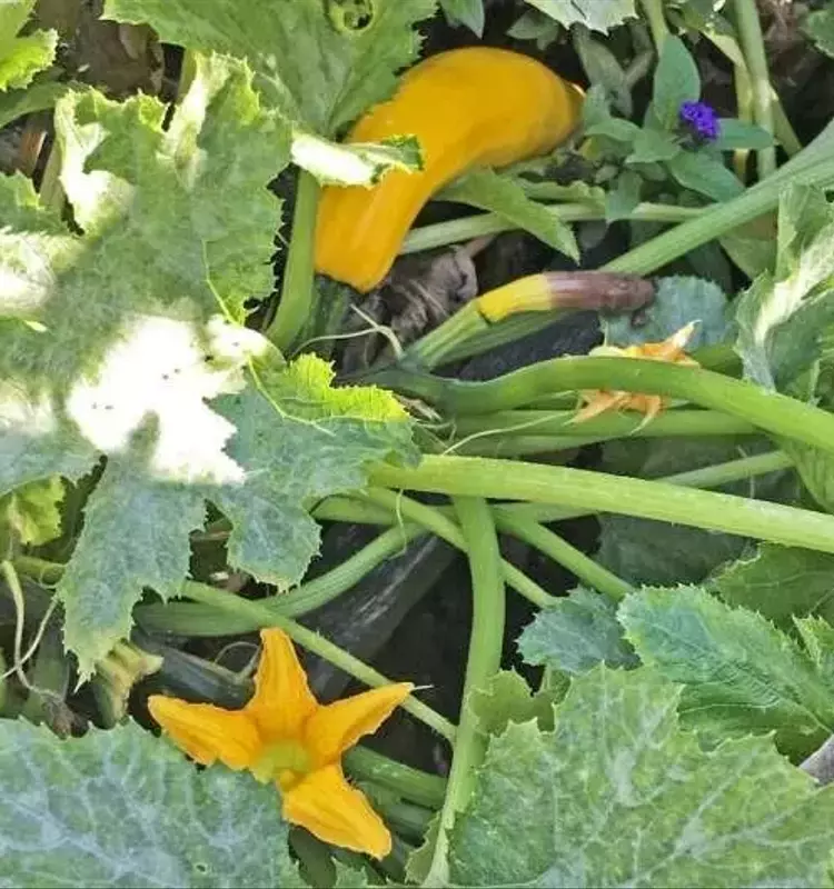 Las calabazas pueden acumular contaminantes peligrosos del suelo, advierte un nuevo estudio