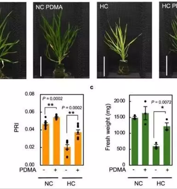 El Hierro Potencia la Resistencia del Trigo frente a Desafíos Ambientales y Mejora su Productividad