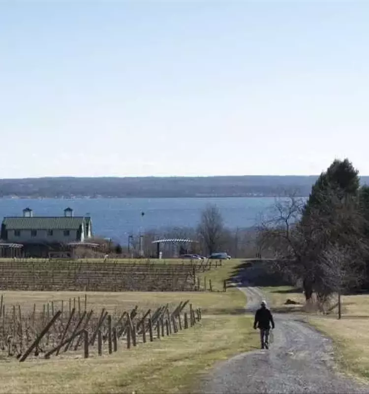 Protección Invernal de la Vid: Estrategias de Doblado y Cobertura para Viticultores