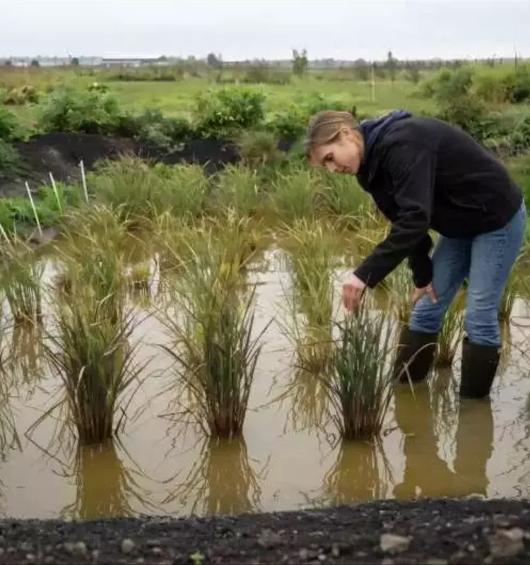 El arroz irrumpe en el Reino Unido: la revolución agrícola impulsada por el cambio climático