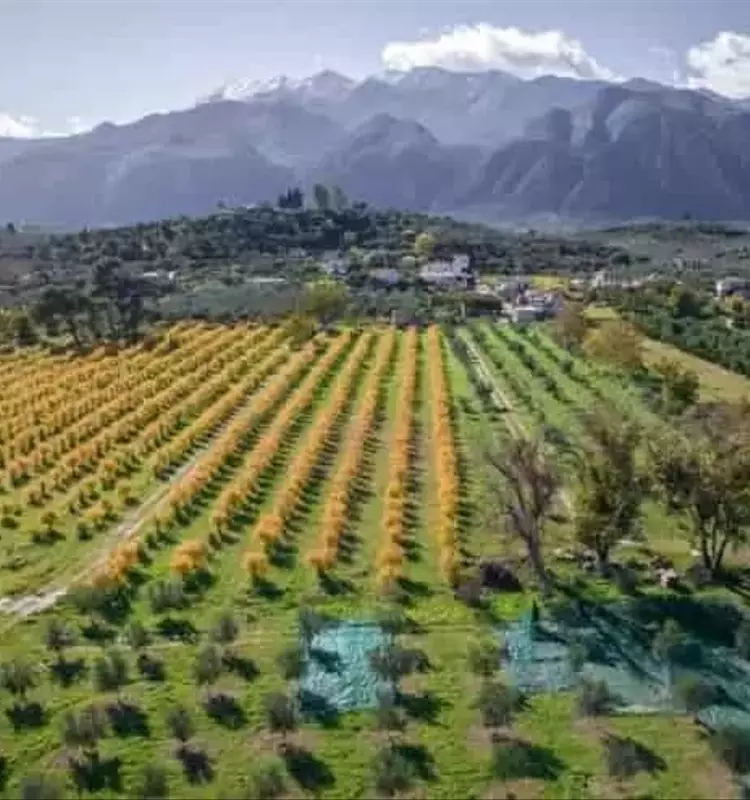 Revolución Agrícola: La simbiosis entre microbiología, tecnología avanzada y sustentabilidad para suelos productivos