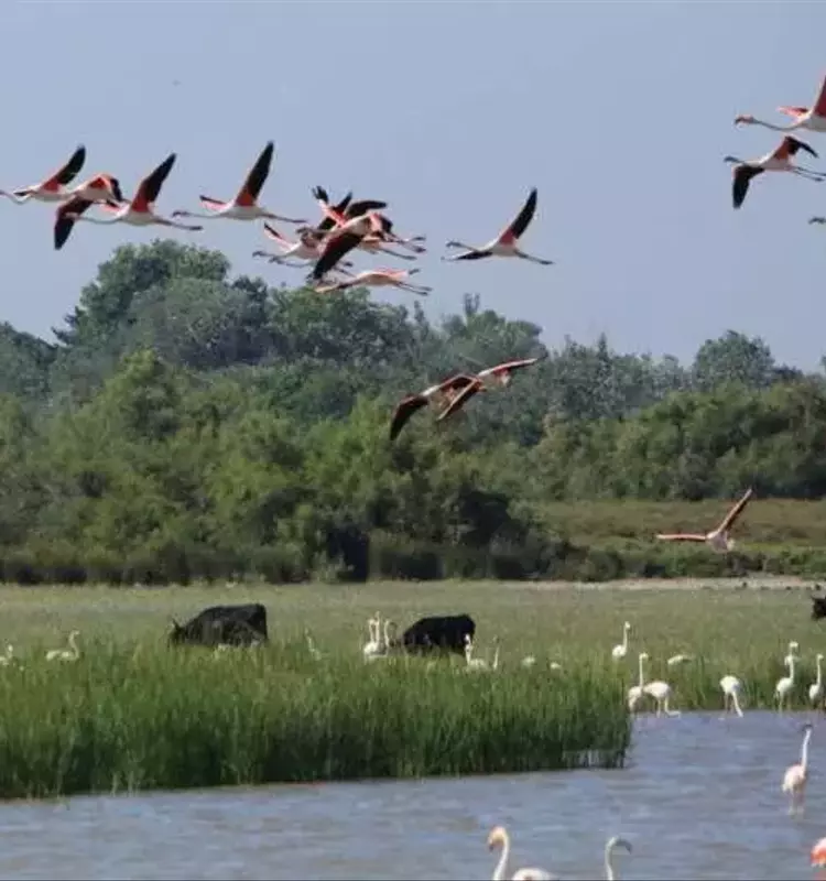 La Agricultura Moderna Amenaza la Biodiversidad en Zonas Protegidas Europeas, Revalorizando las Prácticas Tradicionales