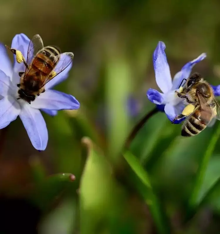 La Abeja Ibérica en Peligro Crítico: Amenazas Múltiples y Esfuerzos de Conservación
