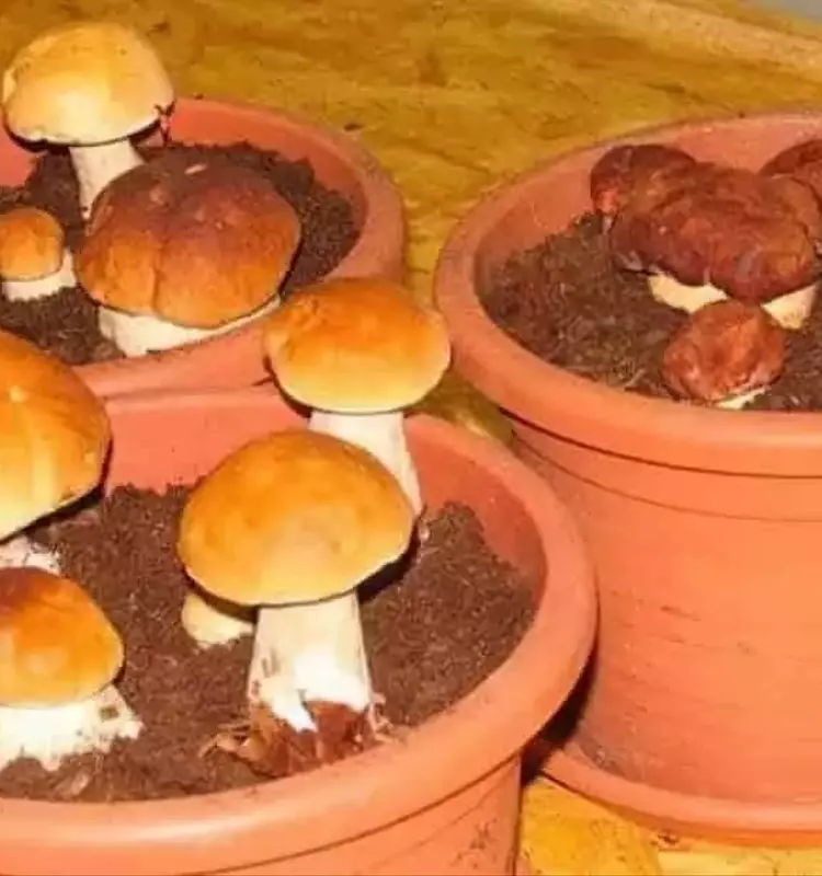 Cultivo Doméstico de Setas Comestibles: Una Tendencia Sostenible en Crecimiento