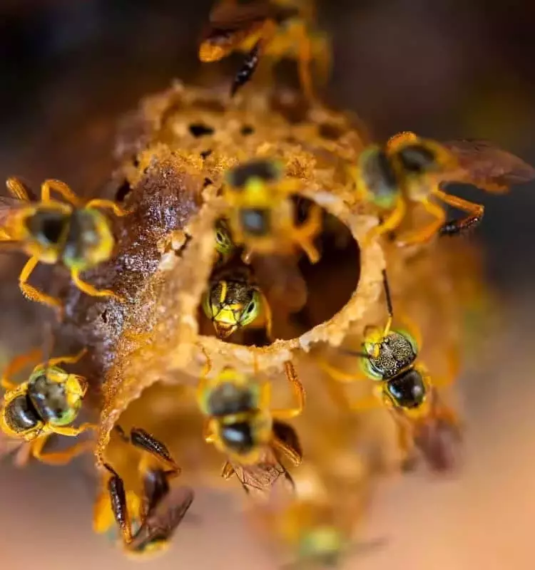 Científicos Brasileños Crean Miel con Sabor a Chocolate a partir de Residuos de Cacao