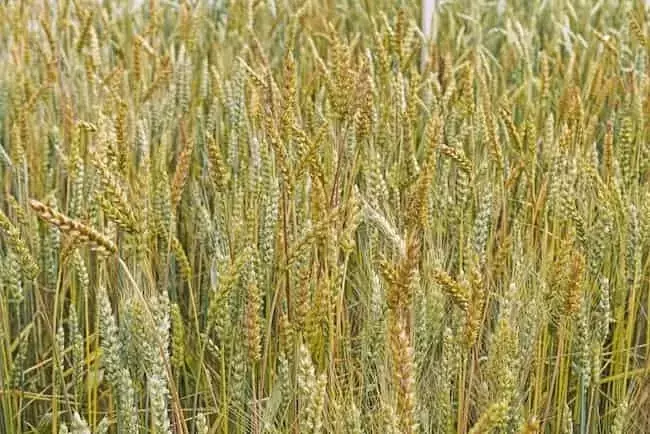 La Diversidad Genética: Pilar Fundamental para un Trigo Resiliente al Clima Cambiante