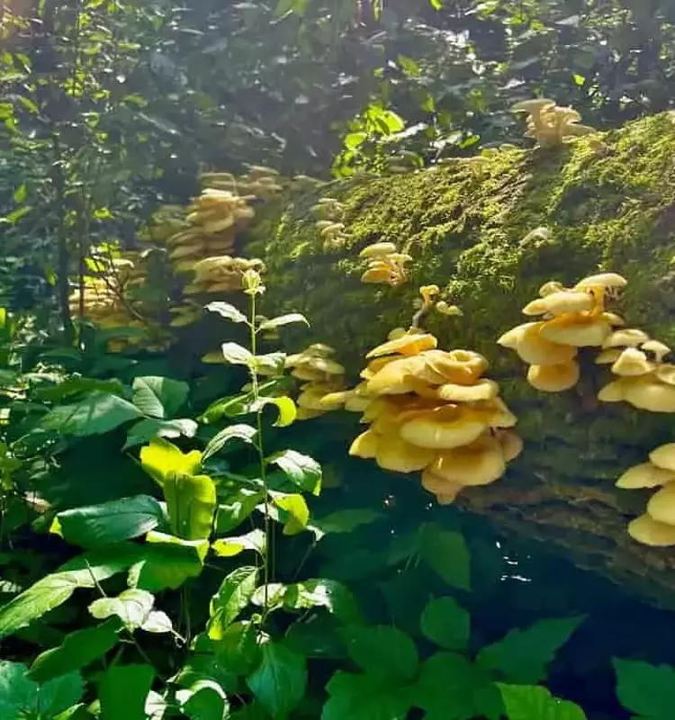 Advertencia sobre la proliferación de hongos ostra dorados cultivados en Florida