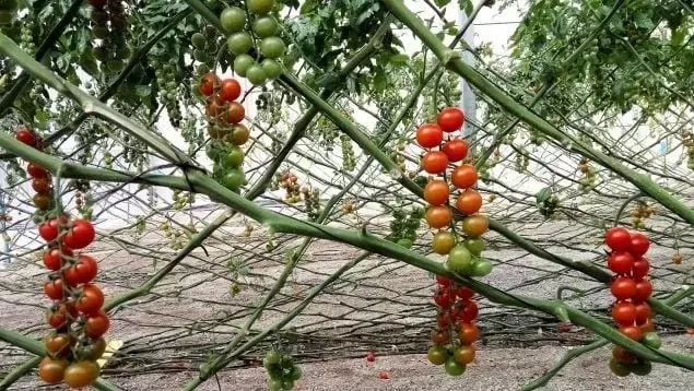 Innovación Española: Tomates Cultivados con la Mitad de Agua y Fertilizantes