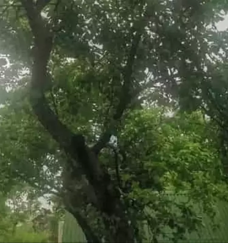 El Debate Agrícola: Poda 'al Muñón' vs. Poda 'al Anillo' en Frutales