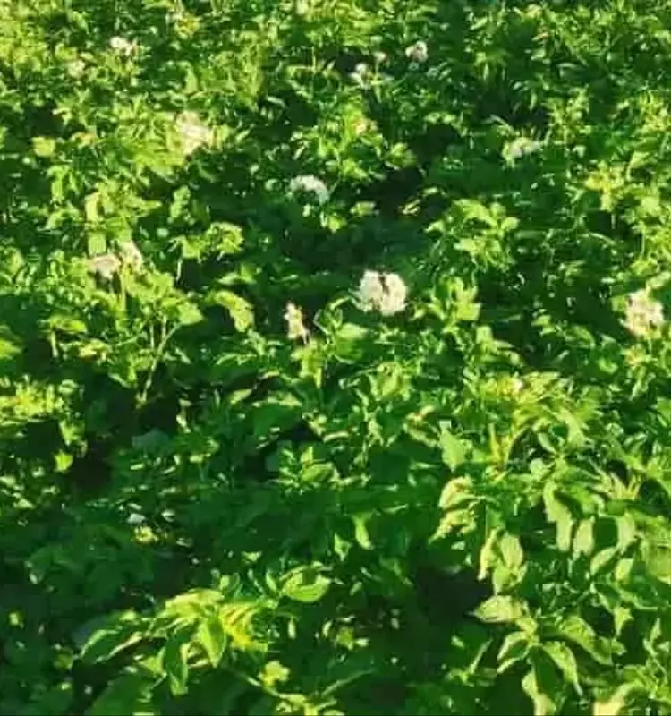 Innovación Agrícola: Sistema Digital Revoluciona el Control del Escarabajo de la Patata en Washington