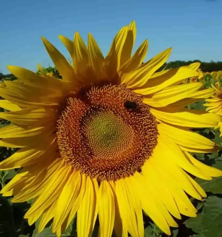 Innovación alimentaria: Desarrollan sustituto de carne a base de girasol con alto valor nutricional