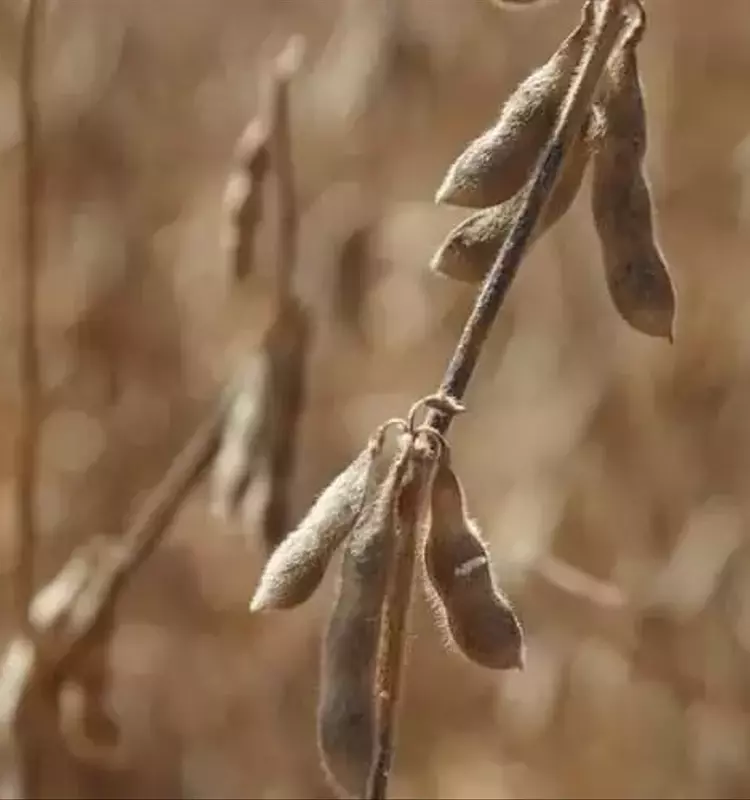 Tensiones comerciales persisten: China mantiene arancel a la soja estadounidense mientras favorece a Brasil