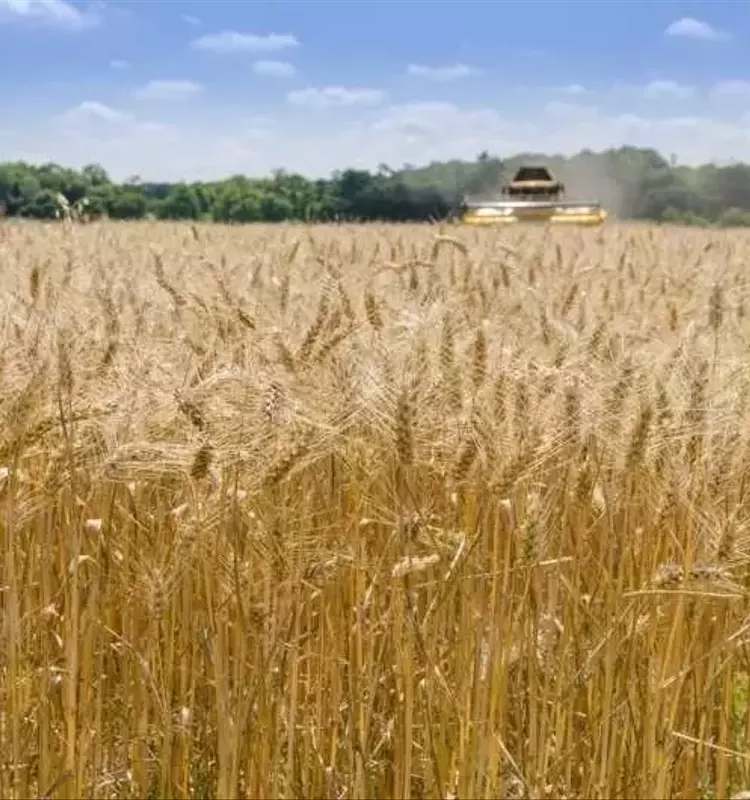 La Rotación de Cultivos: Clave para el Rendimiento Agrícola, Nutrición y Sustentabilidad
