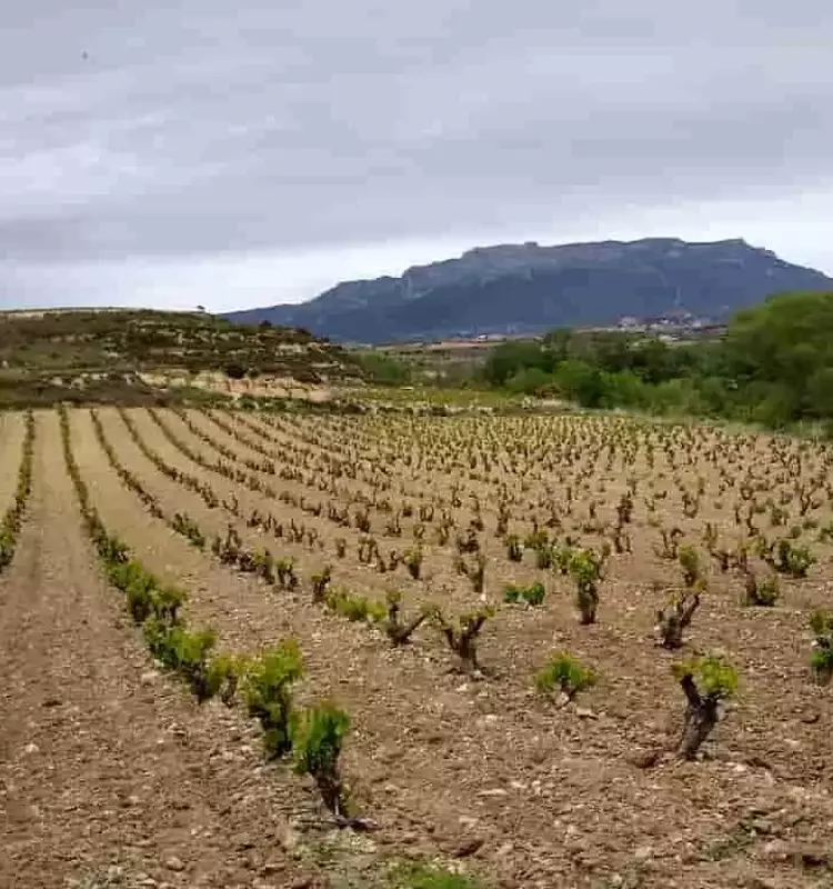 California Impulsa la Sostenibilidad Vitivinícola con Normativas de Compostaje Simplificadas