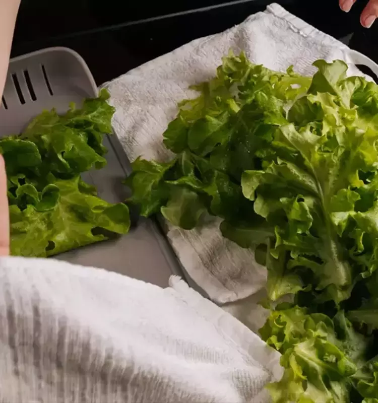 Secretos para Prolongar la Frescura de tu Lechuga y Preservar sus Nutrientes