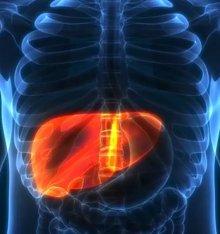 Understanding Fatty Liver: A Comprehensive Scientific Overview