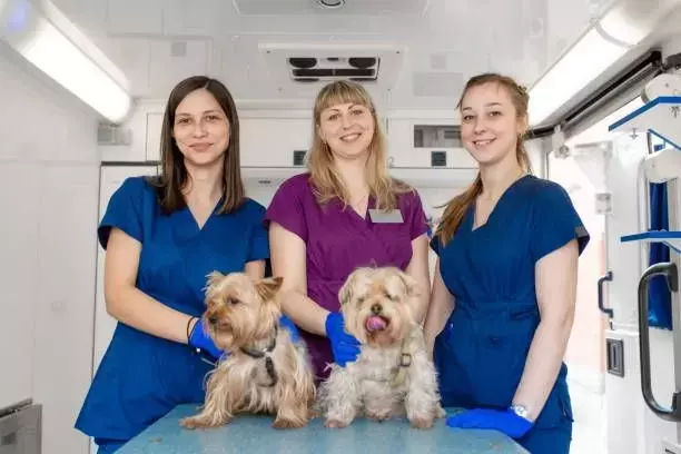 Pet Hospitals in Local Areas: Services, Functions, and Care Context