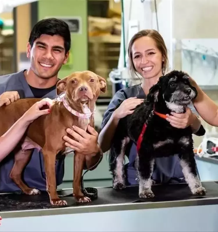 Dental Degree: Educational Structure, Core Curriculum, and Professional Context