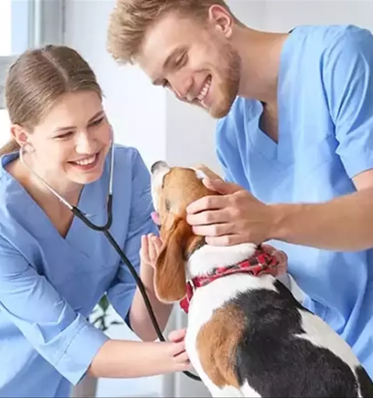 Dental Education: A Systematic and Academic Overview