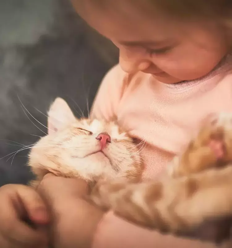 From Feline Focus to Family Harmony: A Parent's Journey with Pets and Child