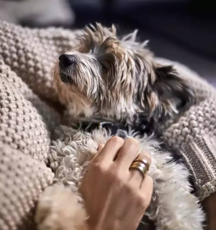 The Unseen Comfort: How a Yorkie Mix Navigated Empty Nest Syndrome with a Grieving Mother
