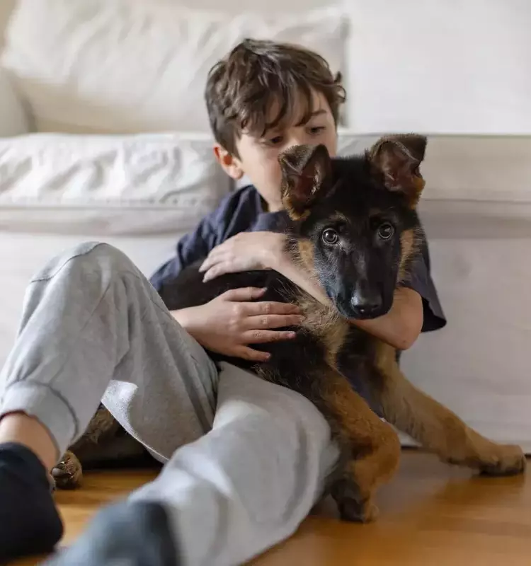 The Journey of Welcoming a Pet: Addressing a Child's Desire for Companionship