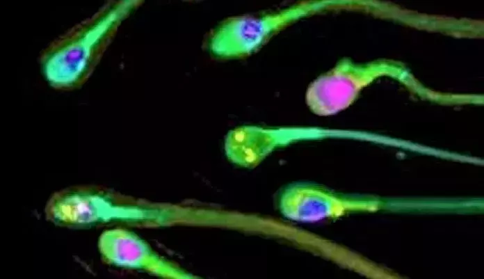 Descubiertos 42 compuestos químicos en el semen con potencial daño reproductivo
